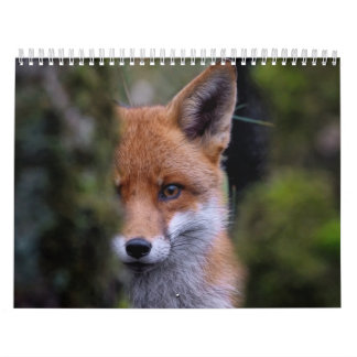 Calendrier Renard, Calendar Fox, Forest Forêt