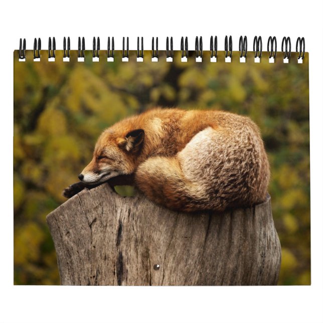 Calendrier Renard Renards Dans La Photographie De La Nature (Protection)