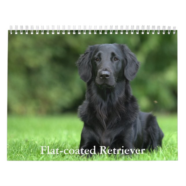 Calendrier Retriever à revêtement plat (Protection)