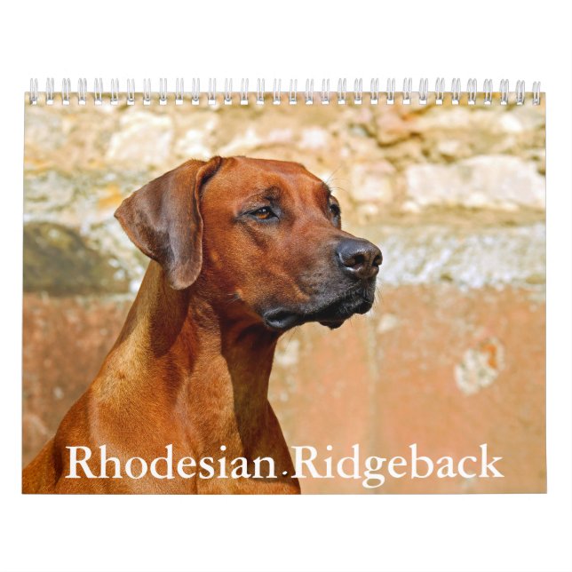 Calendrier Rhodesian Ridgeback (Protection)