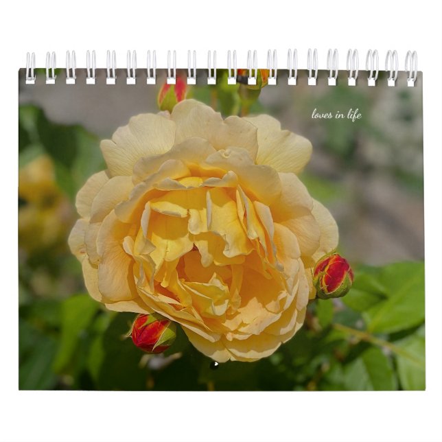Calendrier Rose (Protection)