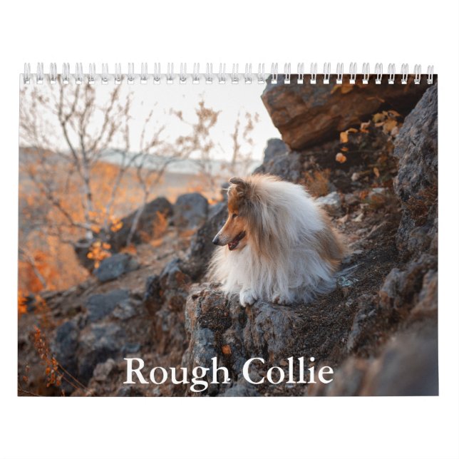 Calendrier Rough Collie Calendar (Protection)