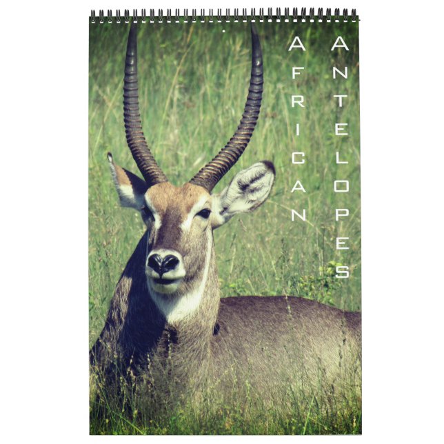 Calendrier safari antilope africaine 2025 (Protection)