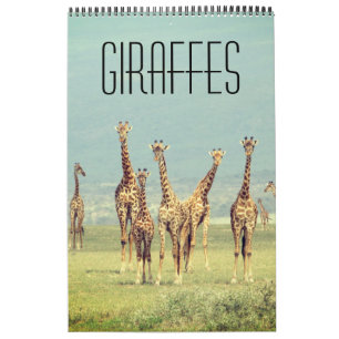 Calendrier safari en girafe