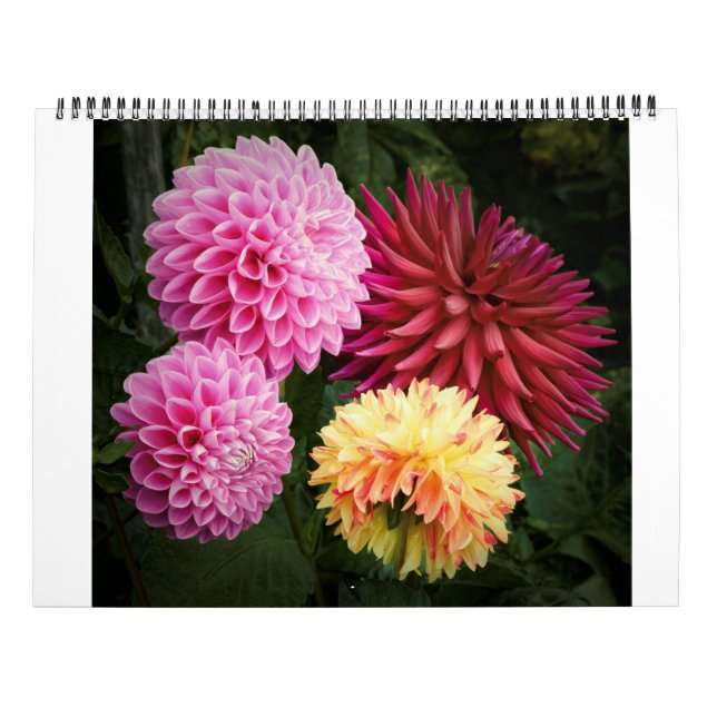 Calendrier San Francisco Dahlias 2022 (Dos)