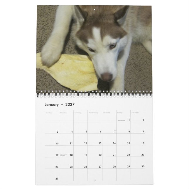Calendrier Sibérien husky grandissant (Jan 2027)