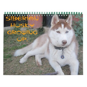 Calendrier Sibérien husky grandissant