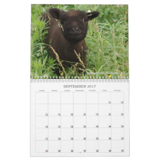 Calendrier Southdown des moutons 2017 NABSSAR de