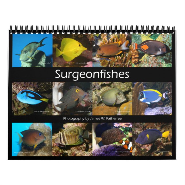 Calendrier Surgeonfish Wall Calendar de J.W. Patrie. (Protection)
