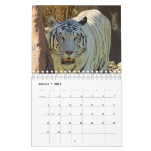 Calendrier Tigre