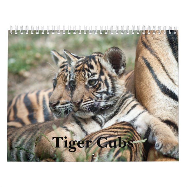 Calendrier Tigre CUB (Protection)