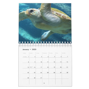 Calendrier Tortue de mer