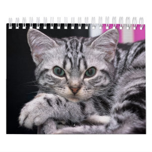 Calendrier Un An De Mignonne Kitten Photographie
