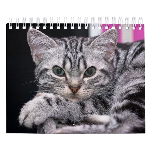Calendrier Un An De Mignonne Kitten Photographie (Protection)