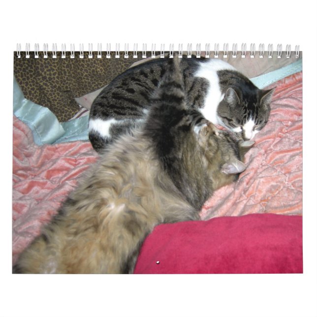 Calendrier Une année de chats chats (édition américaine) (Protection)