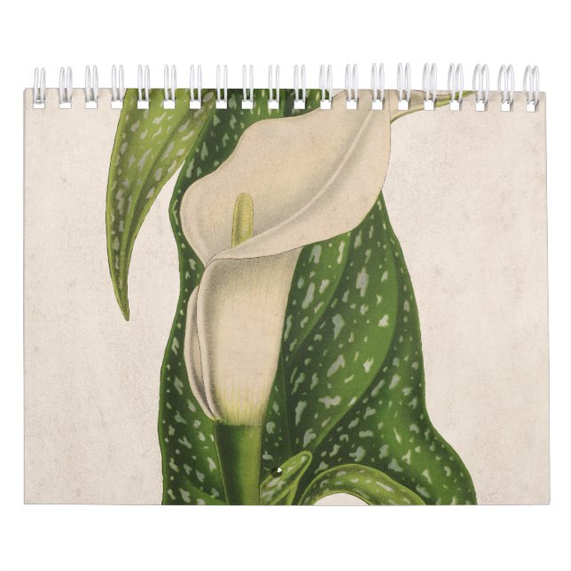 Calendrier Vintage Fleur Calla Lily Green Feuilles Closeuse (Protection)