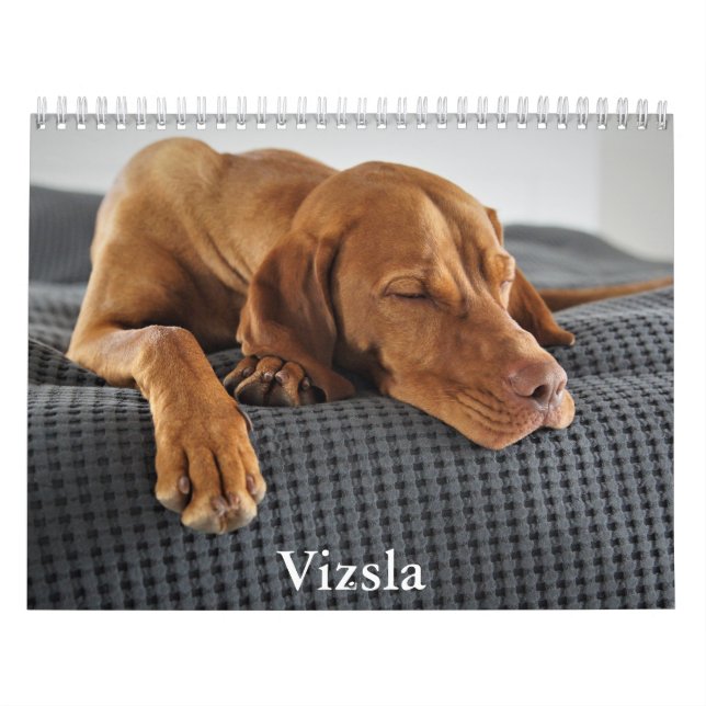 Calendrier Vizsla Calendar (Protection)