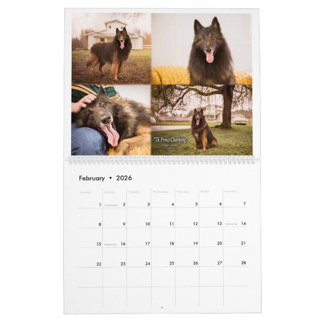 Calendrier Vrai Chevalier Belge Tervuren chien/chiot Calendri (Feb 2026)