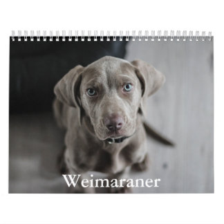 Calendrier Weimaraner