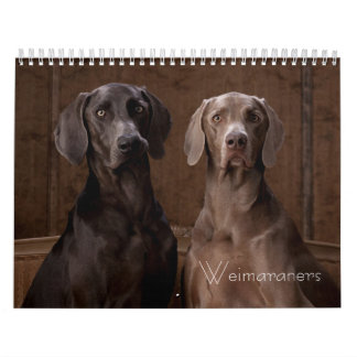 Calendrier Weimaraners