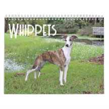 Calendrier Whippet