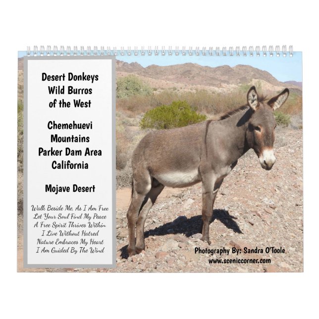 Calendrier Wildlife Calendar, wild donkeys, burros, desert (Protection)
