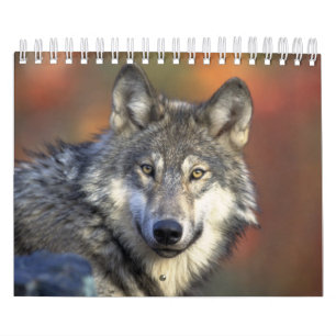 Calendrier Wolf Wolves Dans La Photographie De La Nature