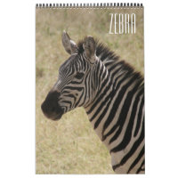 zèbre afrique