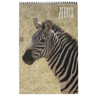 Calendrier zèbre afrique