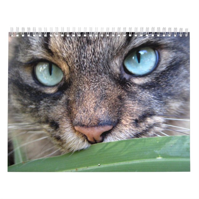 Calendriers de chat de ragondin du Maine (Protection)