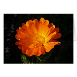 Calendula officinalis
