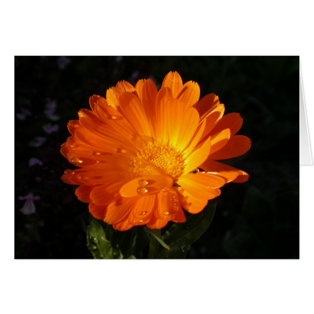 Calendula officinalis (Devant horizontal)