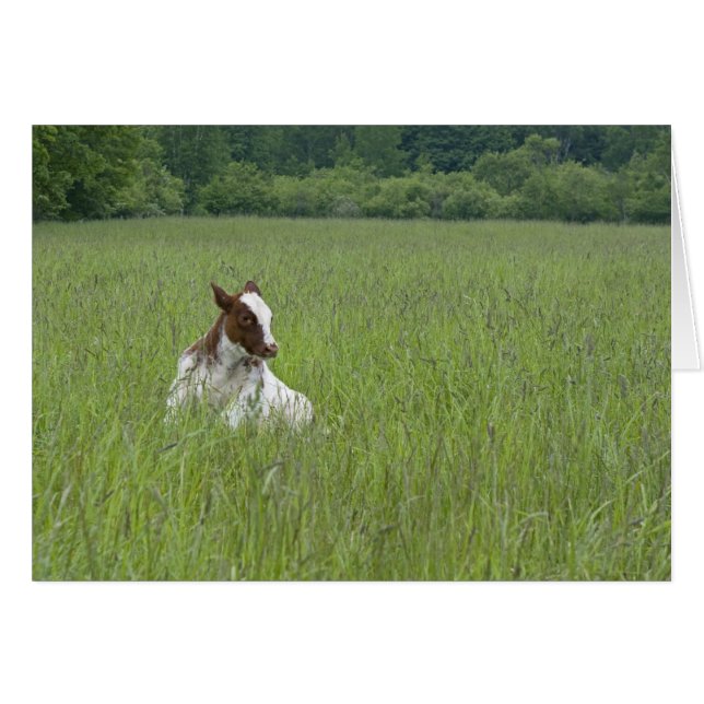 Calf (Devant horizontal)