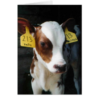 Calf Laitier Calves Bébé Vaches Ferme Kelly Photo