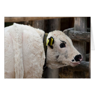 Calf Pustertal Pied