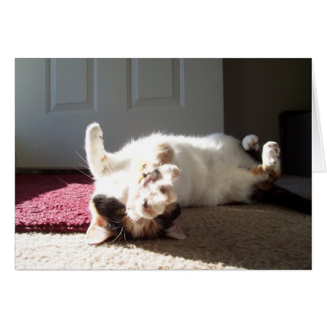 Calico (Devant horizontal)