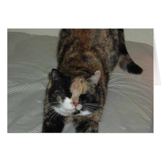 Calico (Devant horizontal)