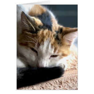 Calico