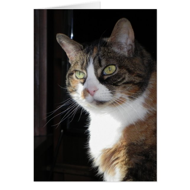 Calico Cat (Devant)