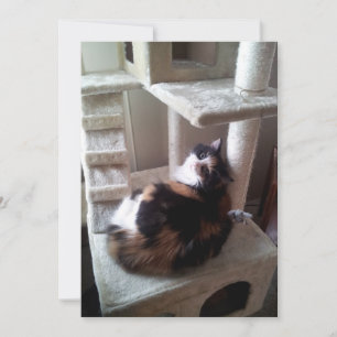 Calico Chat sur l'arbre de chat