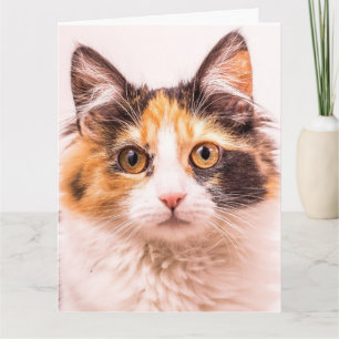 CALICO CUTE CAT CARTE DE SALUT D'ANNIVERSAIRE