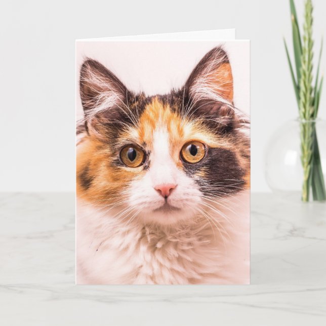 CALICO CUTE CAT CARTE DE SALUT D'ANNIVERSAIRE (Devant)