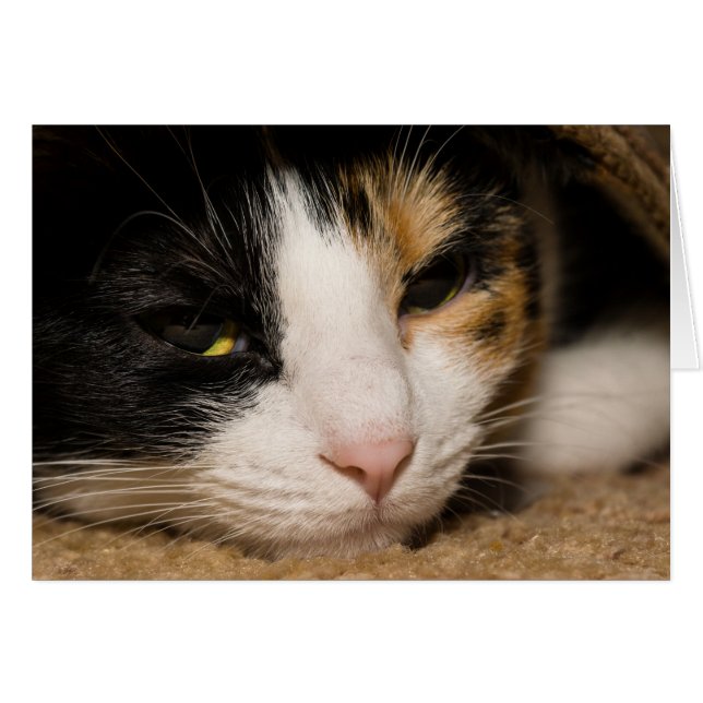 Calico Face (Devant Horizontal)