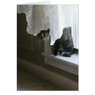 Calicot Kitty sur le filon-couche de fenêtre, coup