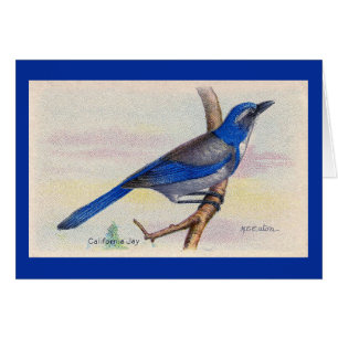 California Blue Jay Bird Carte de remerciements