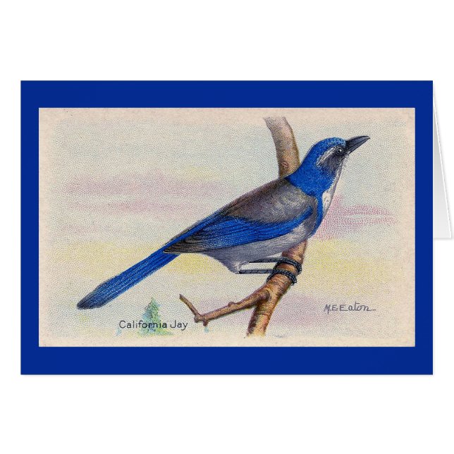 California Blue Jay Bird Carte de remerciements (Devant horizontal)