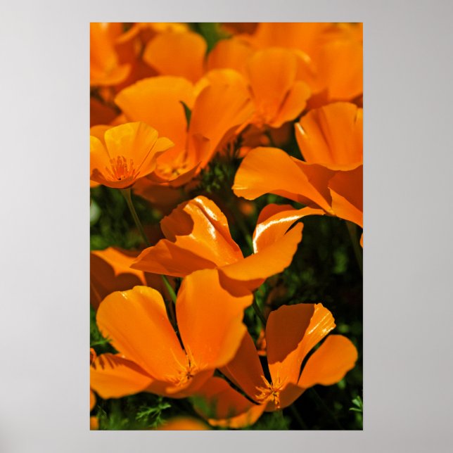 California Poppies Poster (Devant)