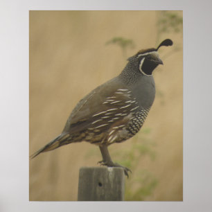 California Quail Poster