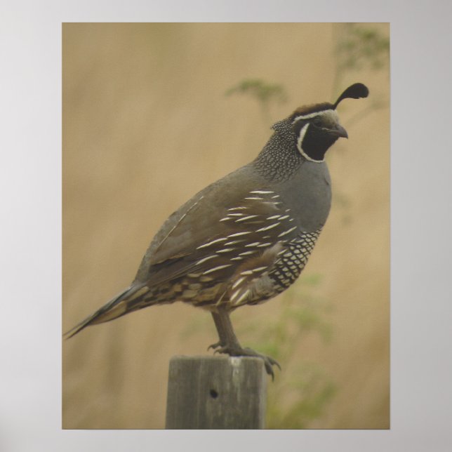 California Quail Poster (Devant)