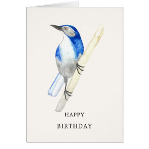 California Scrub Jay Bonne carte d'anniversaire